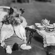 Illustration for article titled Even In The 1900s, Humans Were Obsessed With Photos Of Dogs In Clothes